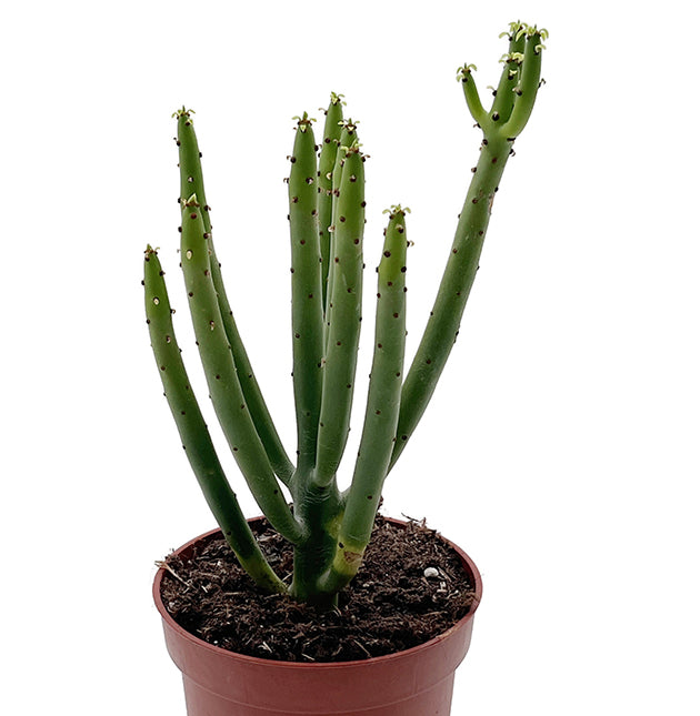 Euphorbia Alluaudii - exotische Sukkulente