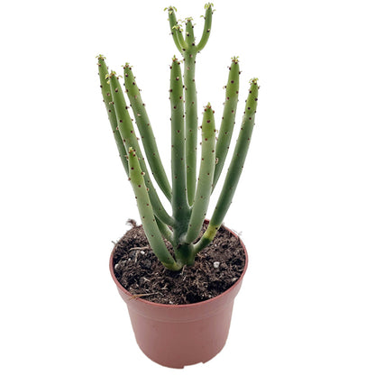 Euphorbia Alluaudii - exotische Sukkulente