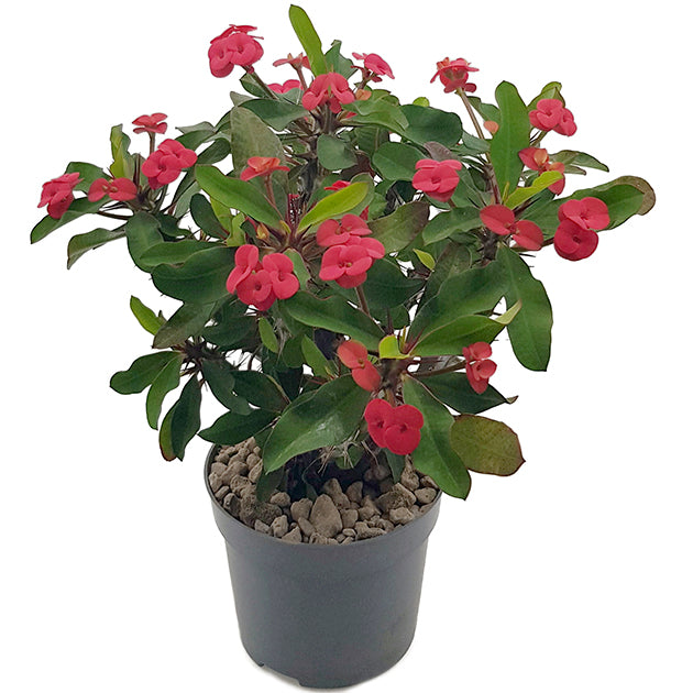 Euphorbia milii &