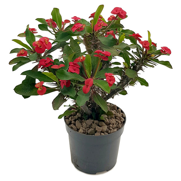 Euphorbia milii &