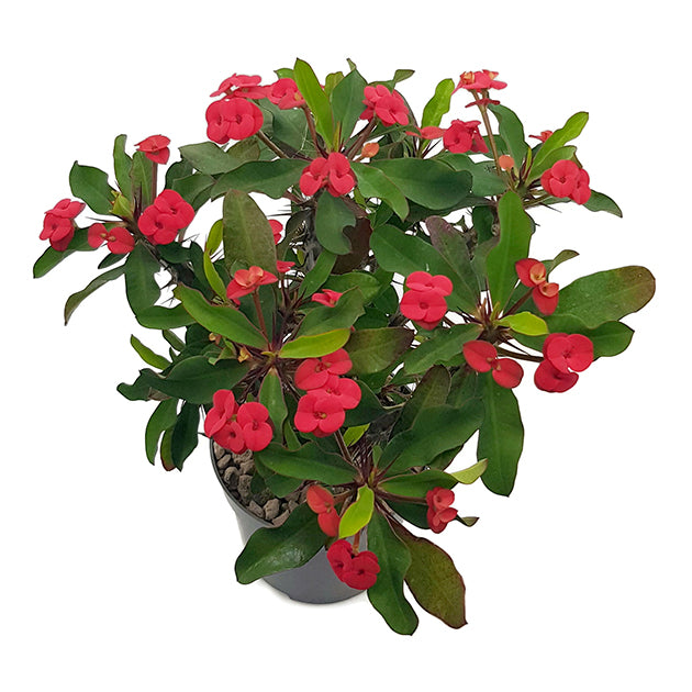 Euphorbia milii &