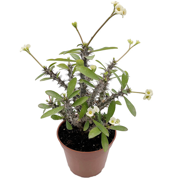 Euphorbia milii "White"