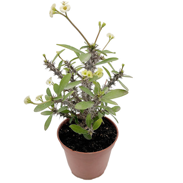 Euphorbia milii "White"