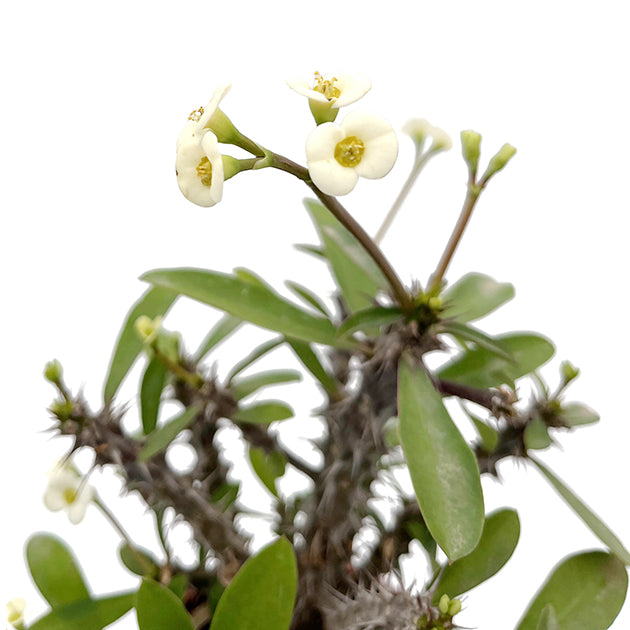 Euphorbia milii "White"