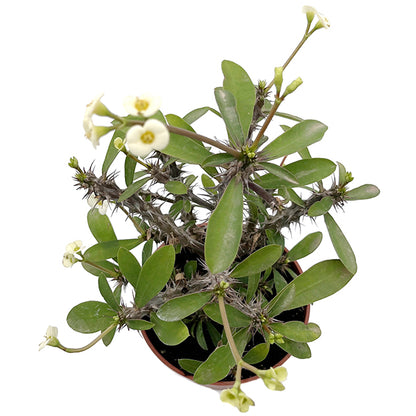 Euphorbia milii "White"
