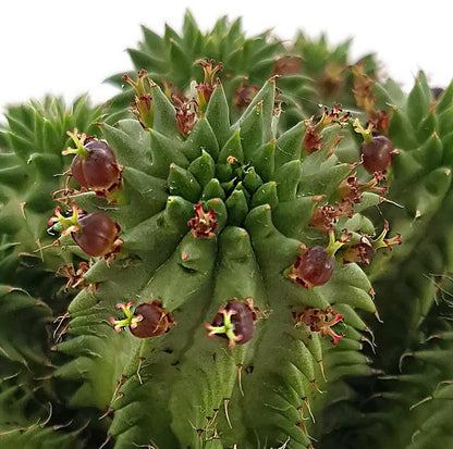 Euphorbia susannae - Euphorbie