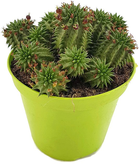 Euphorbia susannae - Euphorbie