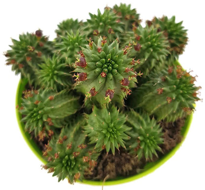 Euphorbia susannae - Euphorbie