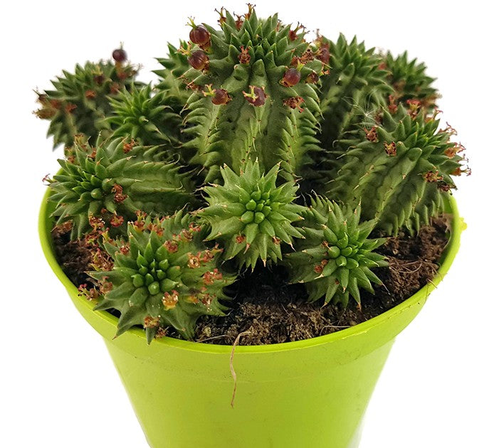 Euphorbia susannae - Euphorbie