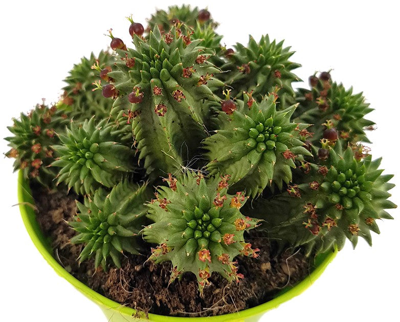 Euphorbia susannae - Euphorbie