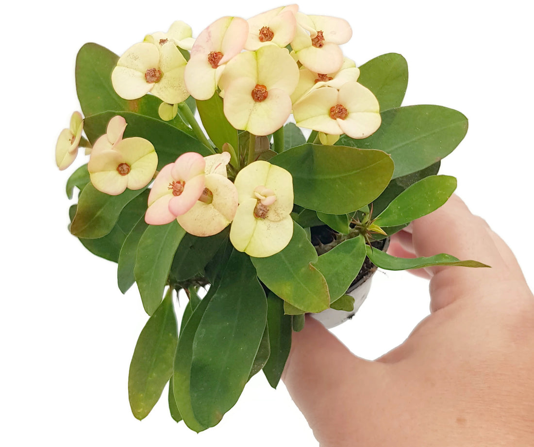 Euphorbia milii &quot;Colour Mix&quot;-Set