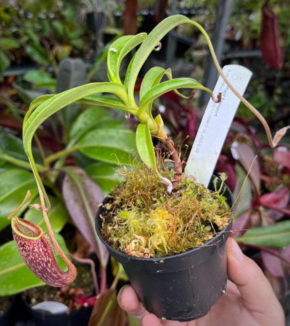 Nepenthes talangensis BE-3835