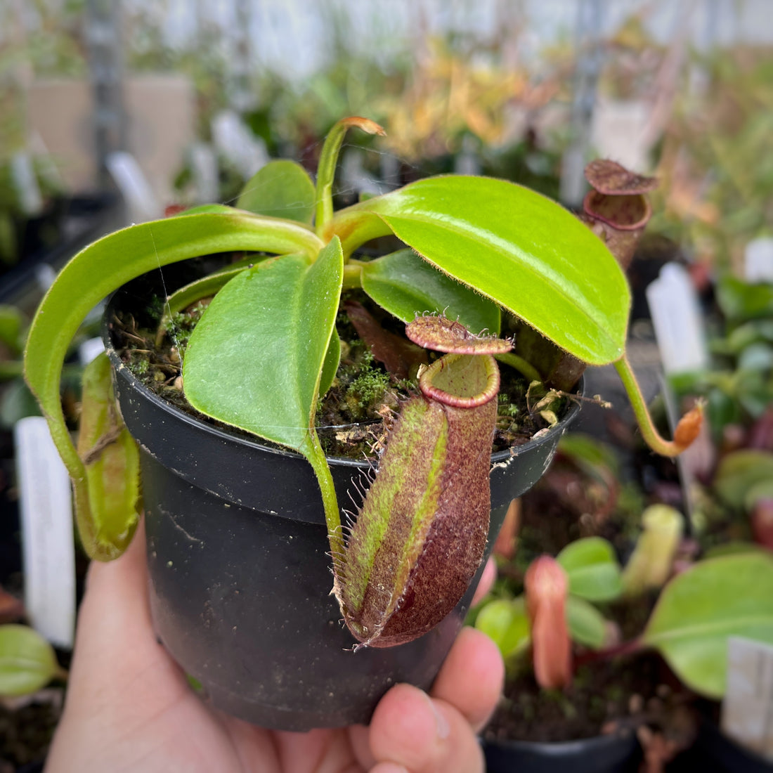 Nepenthes robcantleyi x palawanensis BE-4591