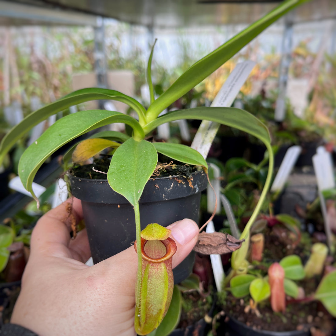 Nepenthes spathulata x jacquelineae BE-3883