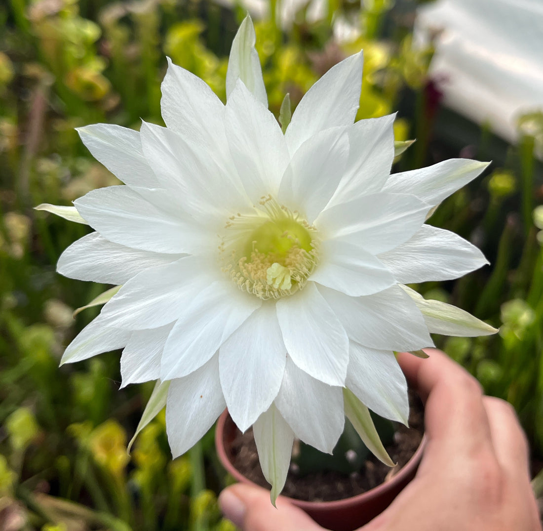 Echinopsis subdenudata - großblütiger Bauernkaktus