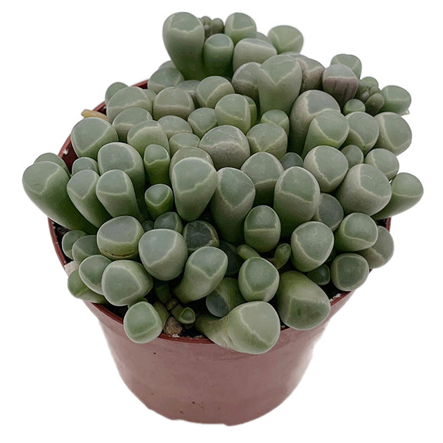 Fenestraria rhopalophylla - Baby Toes