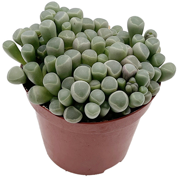 Fenestraria rhopalophylla - Baby Toes