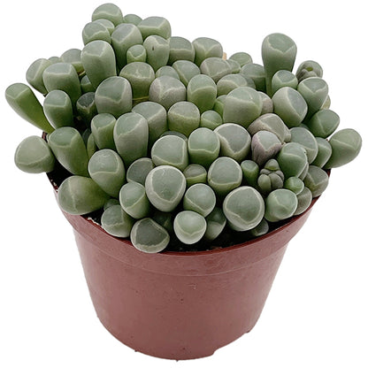Fenestraria rhopalophylla - Baby Toes