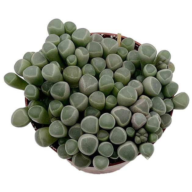 Fenestraria rhopalophylla - Baby Toes