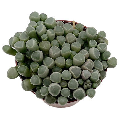 Fenestraria rhopalophylla - Baby Toes