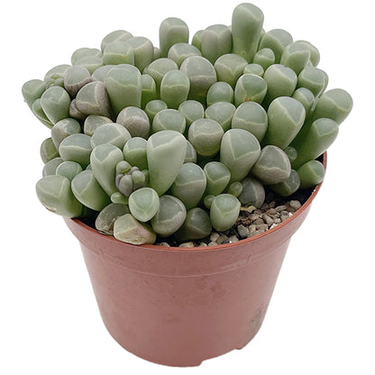 Fenestraria rhopalophylla - Baby Toes