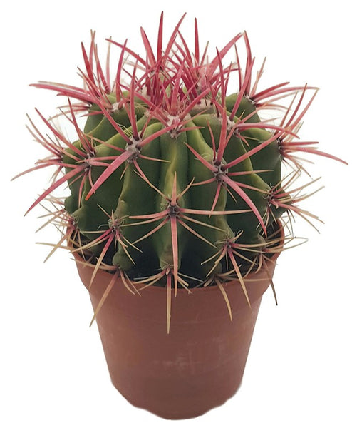 Ferocactus stainesii
