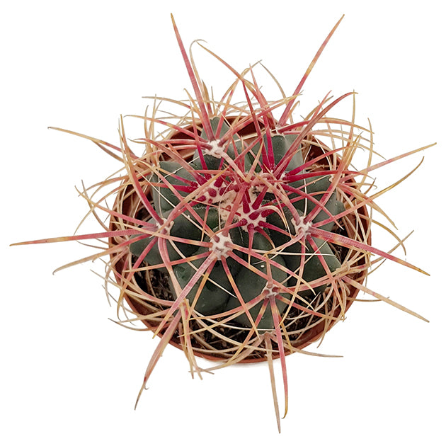 Ferocactus gracilis var. coloratus - farbenfroher Kugelkaktus