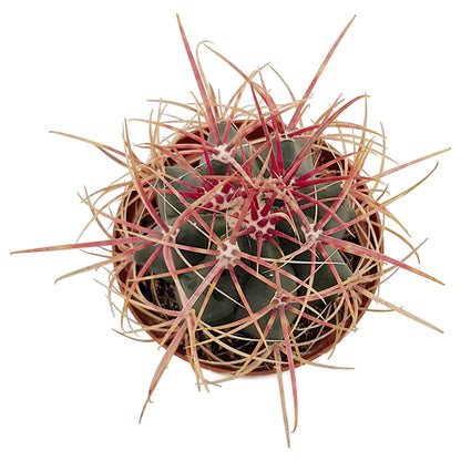 Ferocactus gracilis var. coloratus - farbenfroher Kugelkaktus
