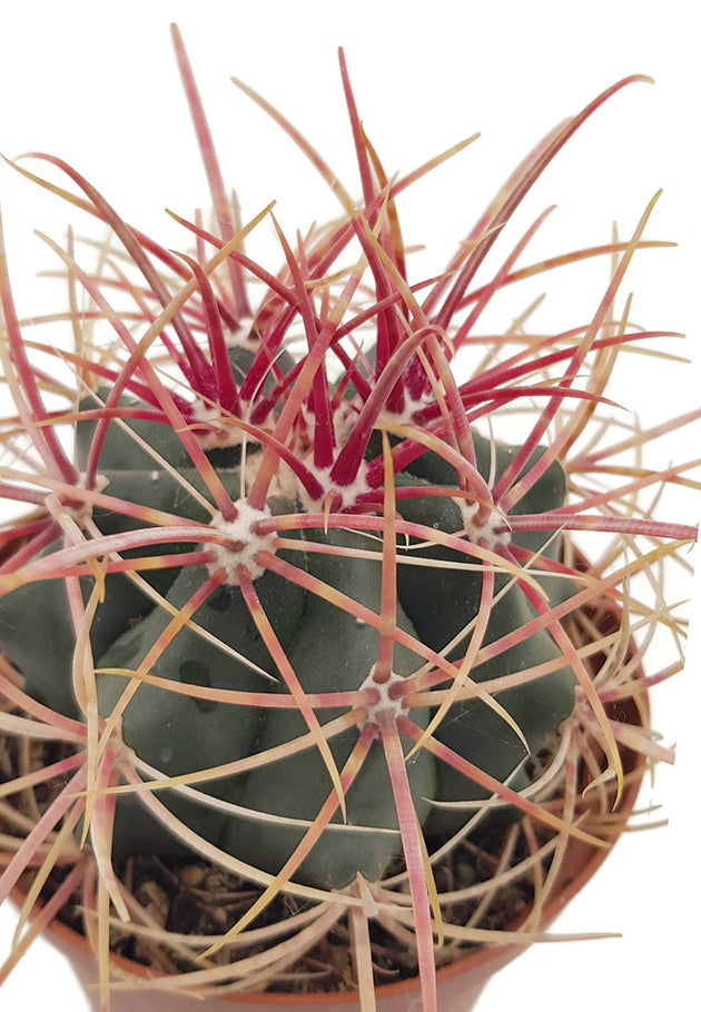Ferocactus gracilis var. coloratus - farbenfroher Kugelkaktus