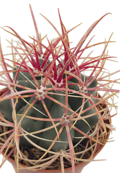 Ferocactus gracilis var. coloratus - farbenfroher Kugelkaktus