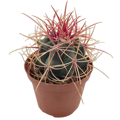 Ferocactus gracilis var. coloratus - farbenfroher Kugelkaktus