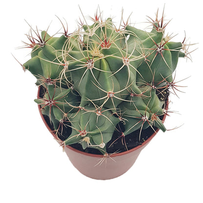 Ferocactus emoryi - Fasskaktus