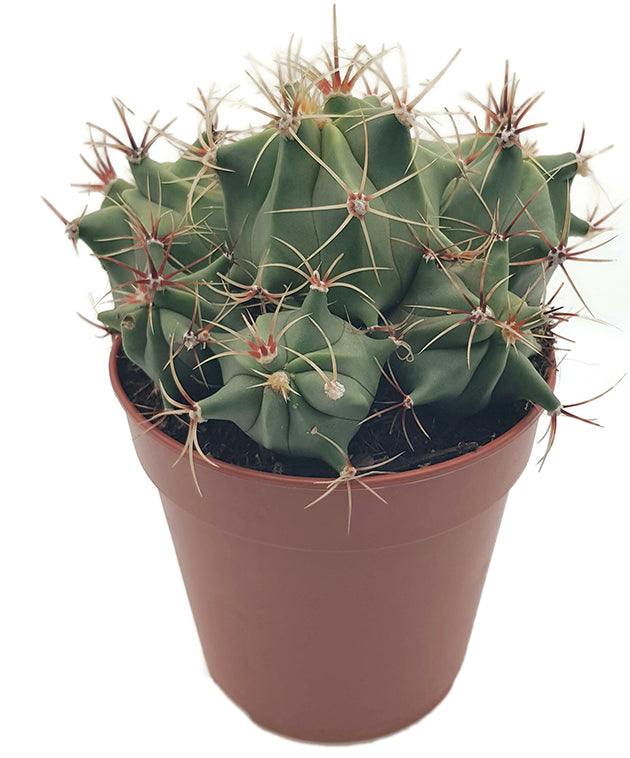 Ferocactus emoryi - Fasskaktus