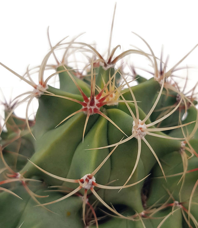 Ferocactus emoryi - Fasskaktus