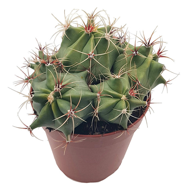 Ferocactus emoryi - Fasskaktus