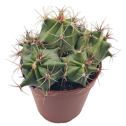 Ferocactus emoryi - Fasskaktus