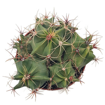 Ferocactus emoryi - Fasskaktus