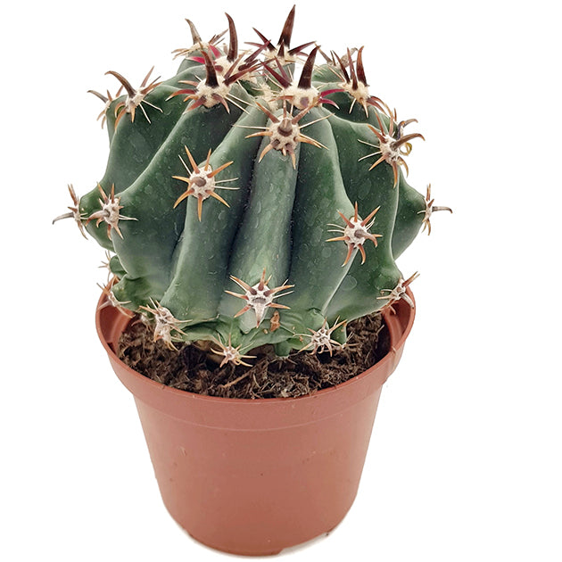 Ferocactus horridus brevispinus