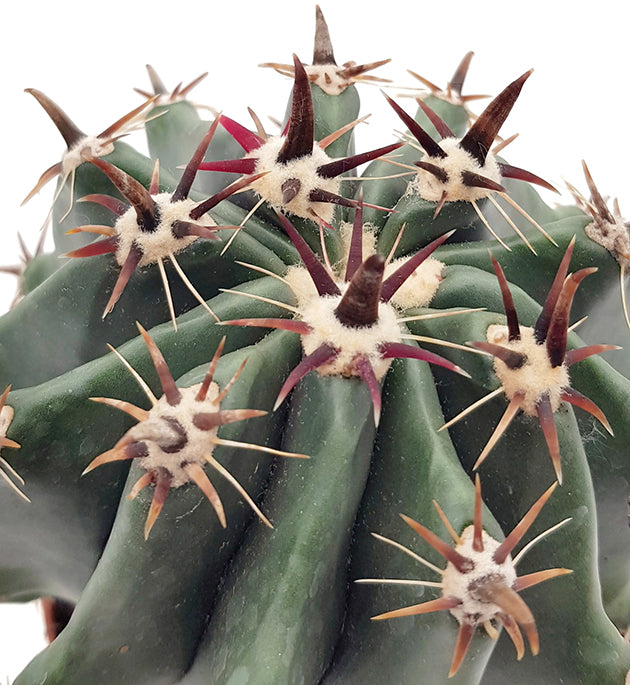 Ferocactus horridus brevispinus