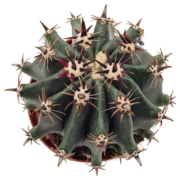Ferocactus horridus brevispinus