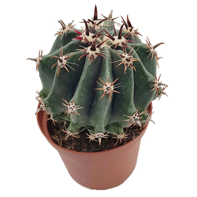 Ferocactus horridus brevispinus