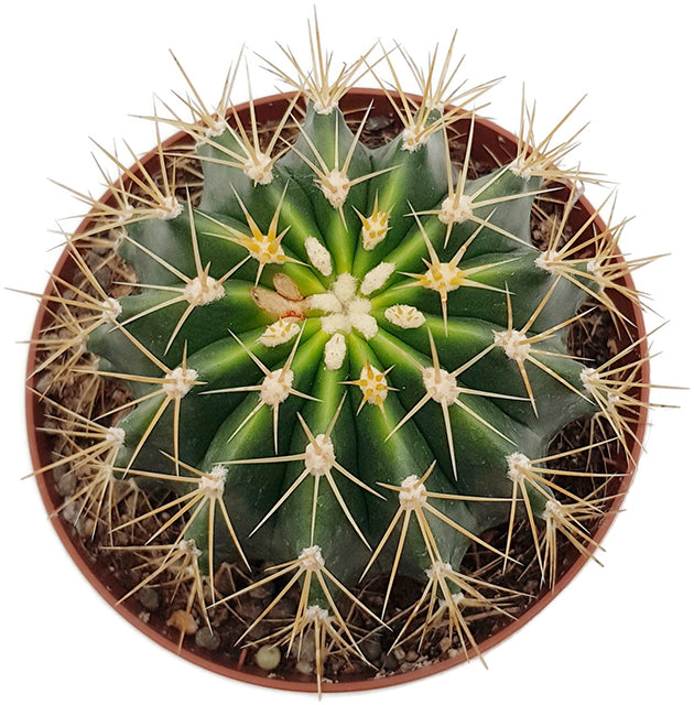 Ferocactus schwarzii - Kaktus