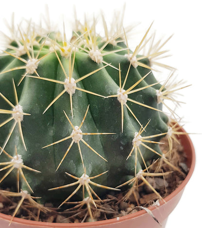 Ferocactus schwarzii - Kaktus