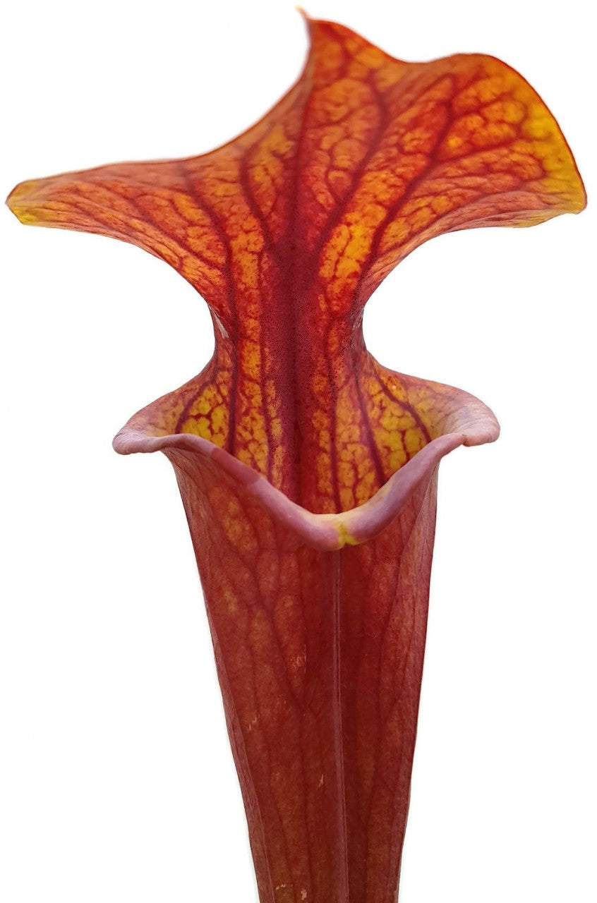 Sarracenia Flava var. Atropurpurea - All Red Blackwater Forest, Florida MK 27c