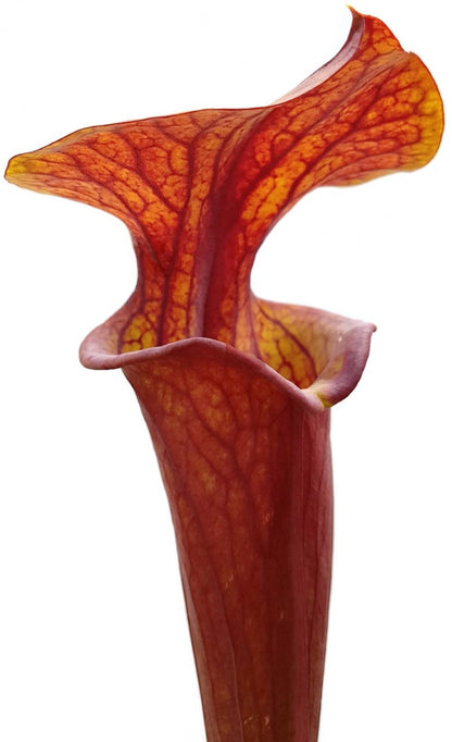 Sarracenia Flava var. Atropurpurea - All Red Blackwater Forest, Florida MK 27c