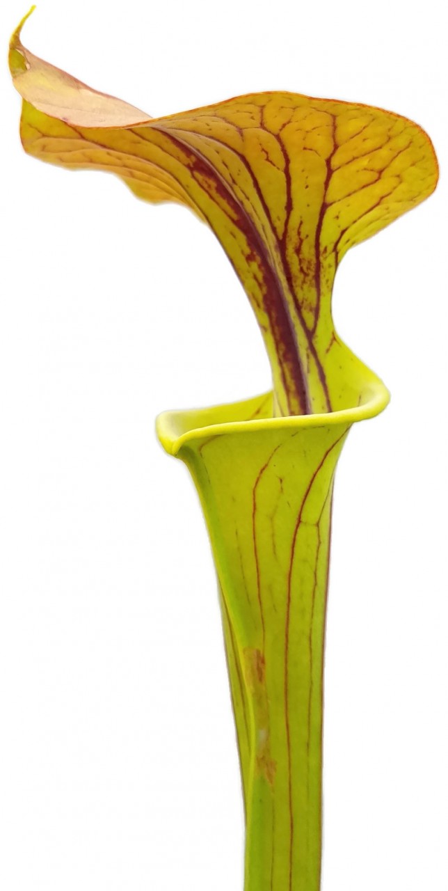 Sarracenia Flava var. Cuprea - Forrest Site  East of Supply