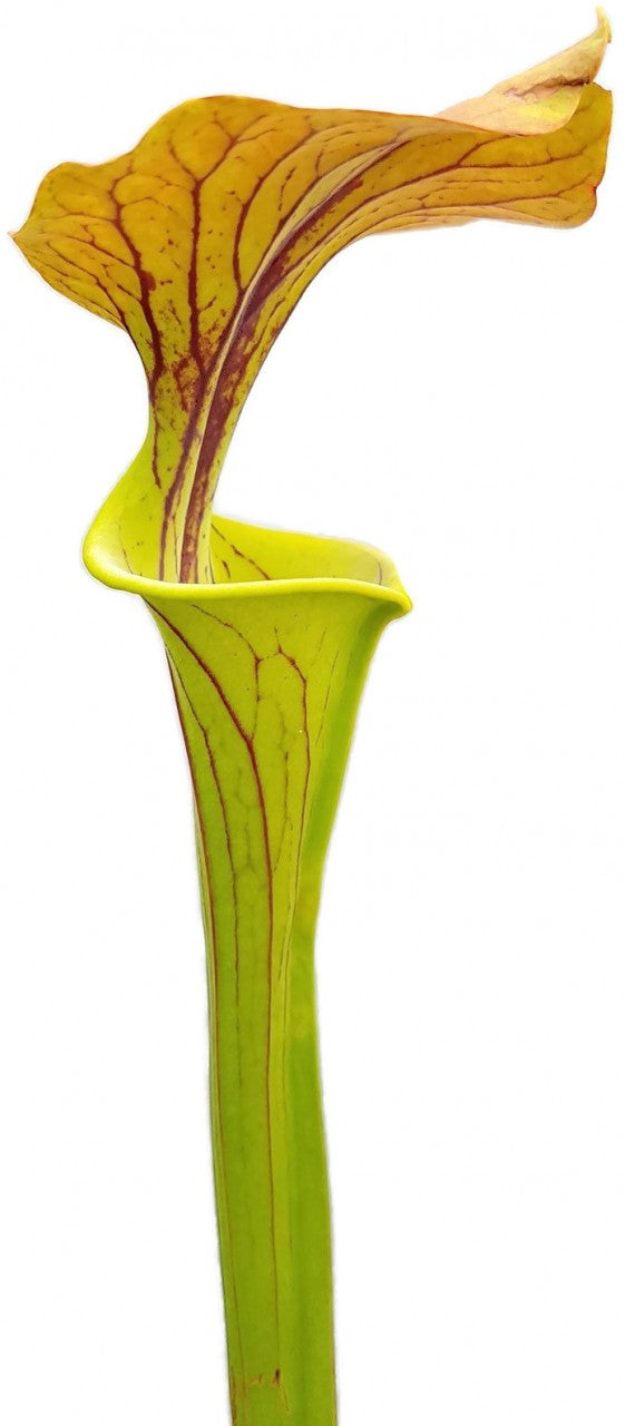 Sarracenia Flava var. Cuprea - Forrest Site  East of Supply