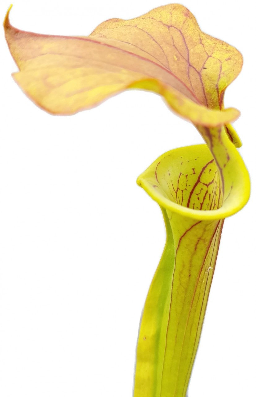 Sarracenia Flava var. Cuprea - Forrest Site  East of Supply