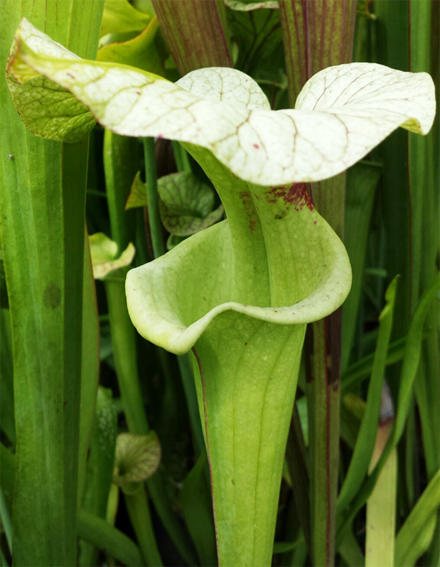 Sarracenia (Flava var. Rugellii X Leucophylla)  X  Moorei &quot;Adrian Slack&quot;