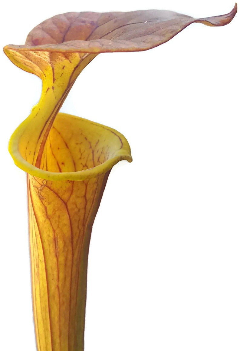 Sarracenia Flava var. Cuprea - Klon 2